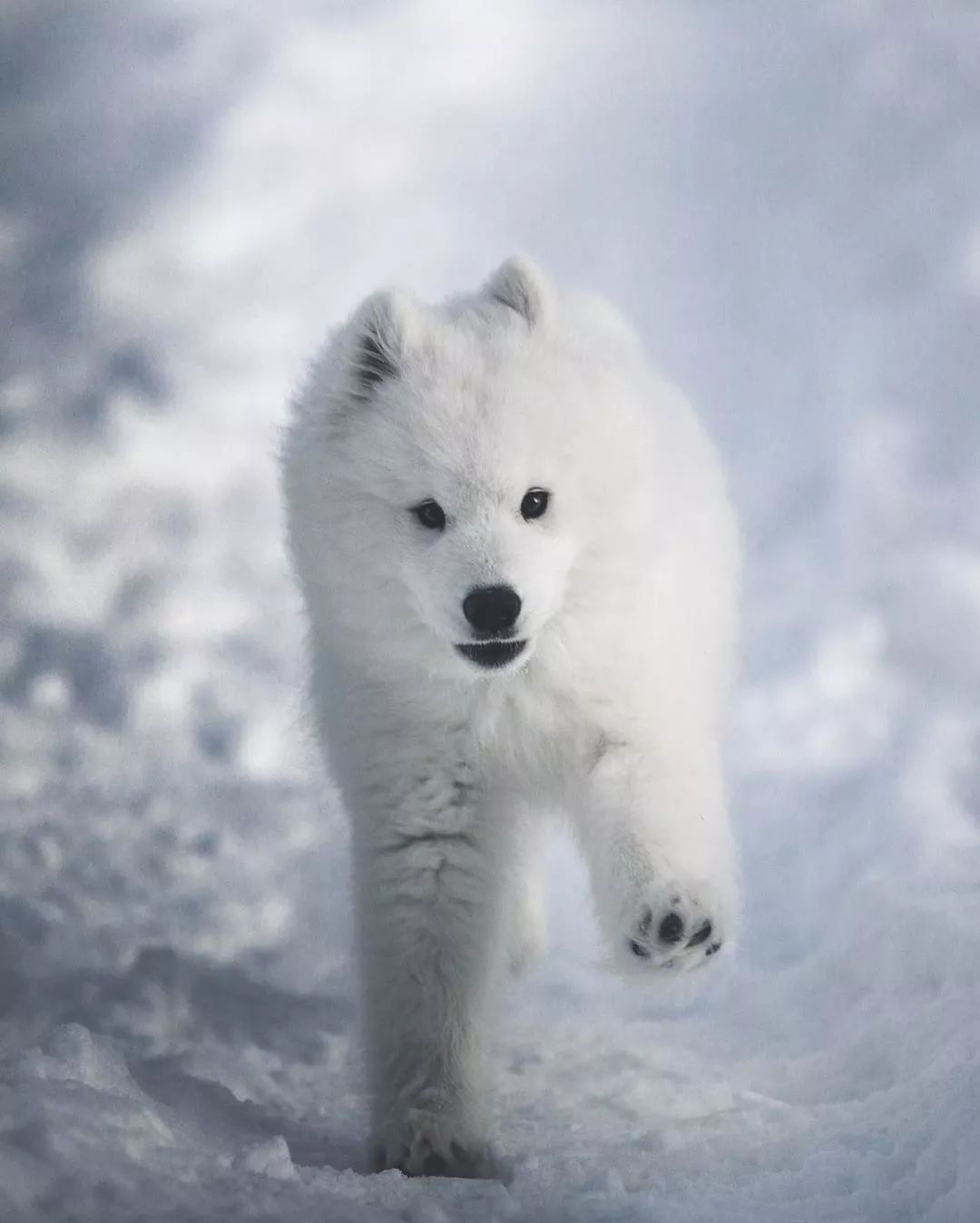 萨摩耶在雪地里玩耍画面超美的