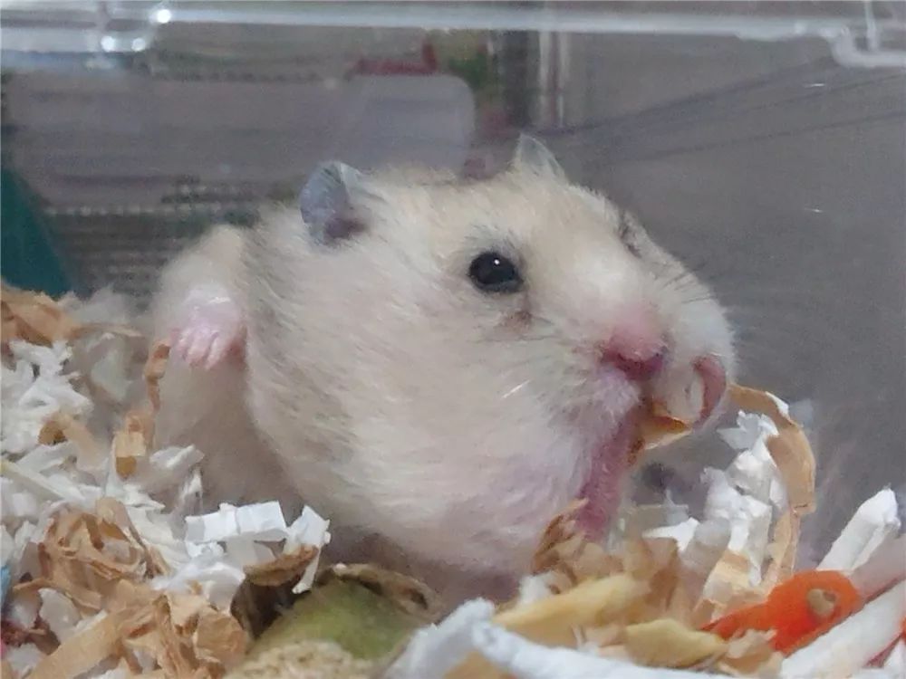 日推网友鼠年仓鼠腮帮子大赛满屏圆滚滚毛茸茸敲可爱