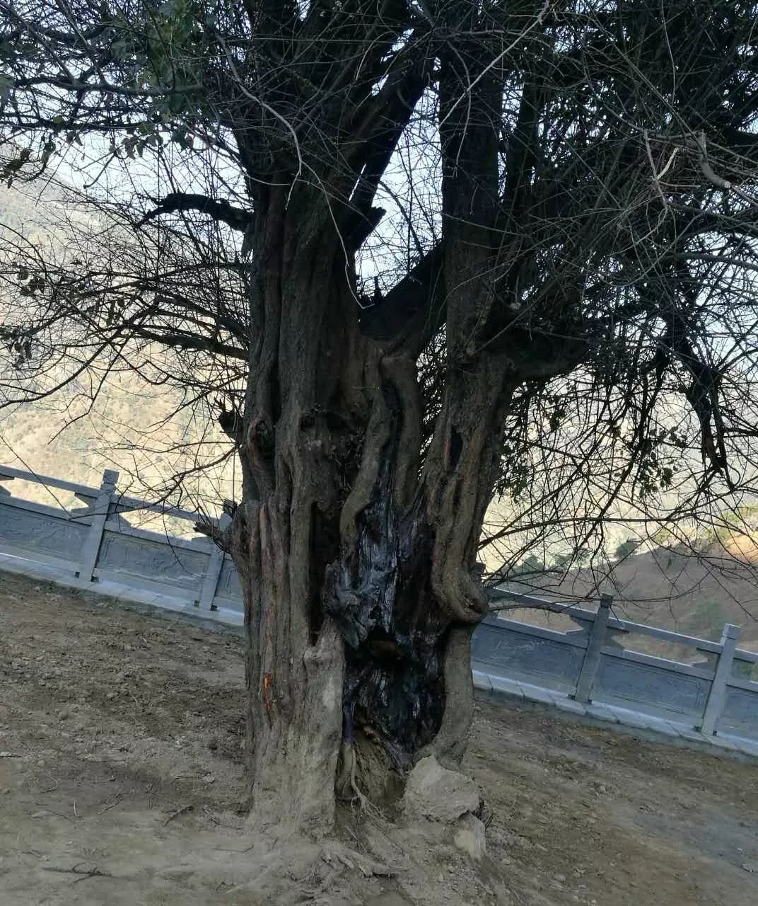 飲罷靈梅醇酿酒,此情怎遣紫毫端?難論函關.枯柳弱花前,唐宋雲烟.