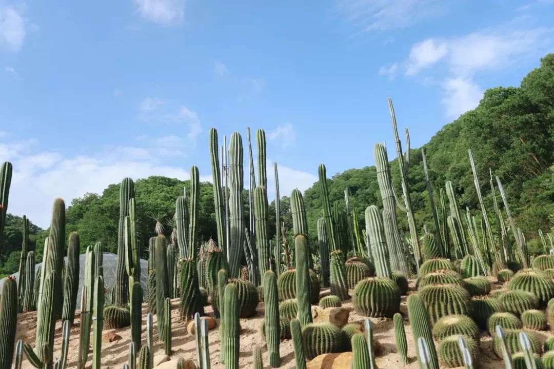 春節去仙湖植物園/弘法寺需提前預約!趕緊搶!