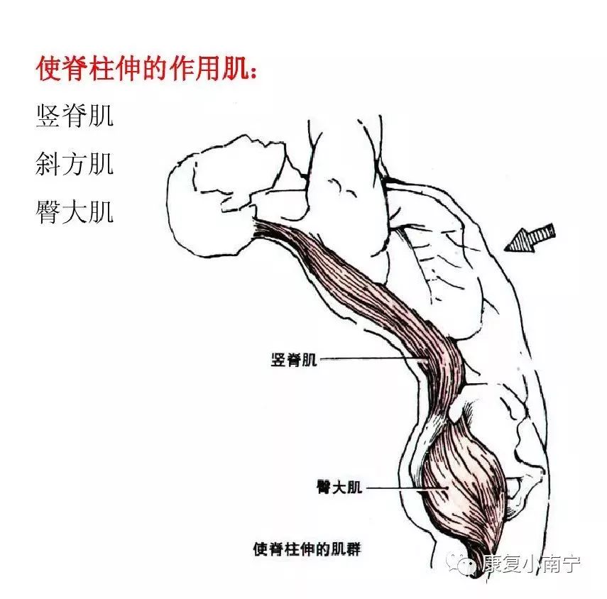 肌肉拉力线示意图图片