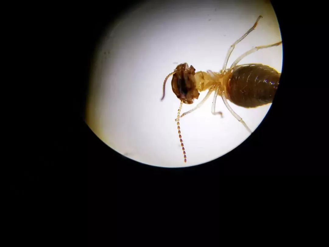 上图毛翅,左图蜻蜓刚毛状触角,右图念珠触角我们去观察白头叶猴,从