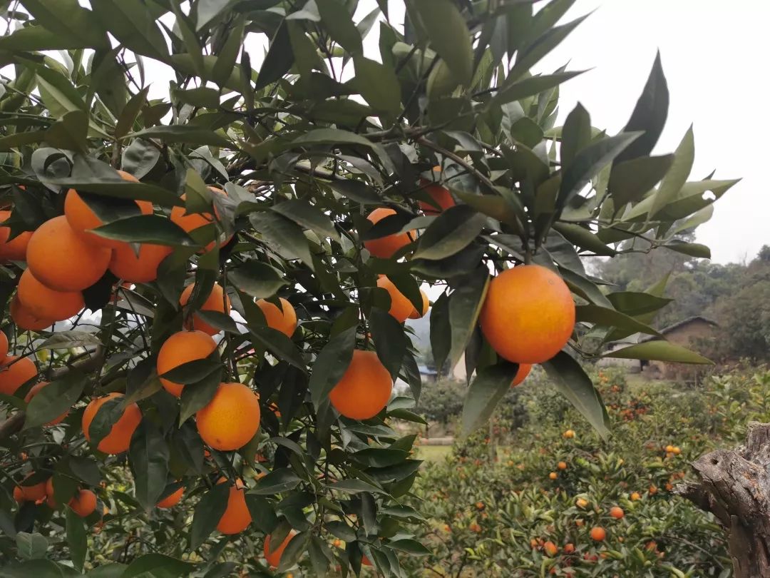 火爆资中血橙呈现产销两旺趋势