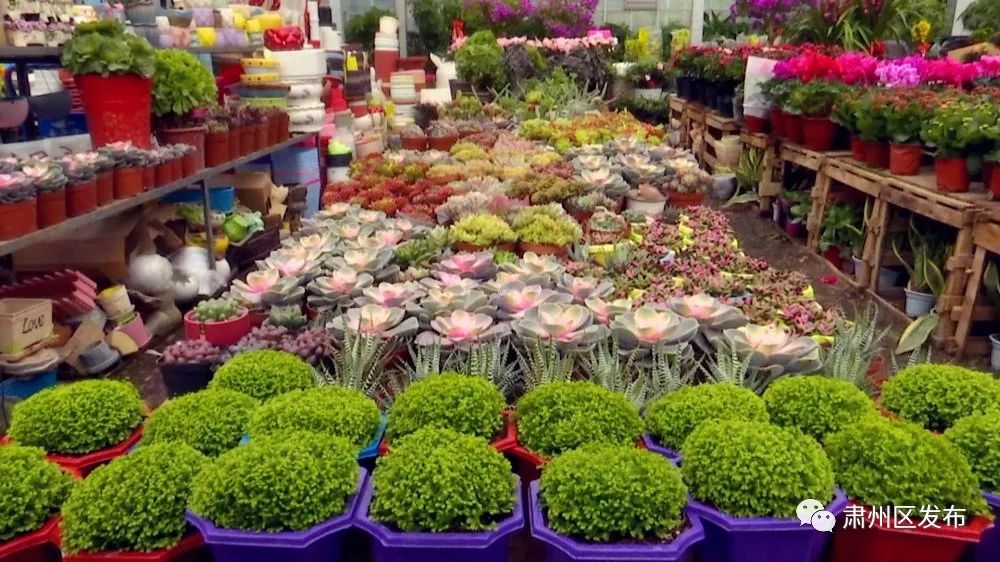 哪里有卖杜鹃花的市场
