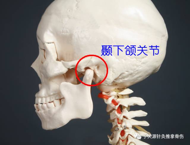 颞下颌关节结构图片