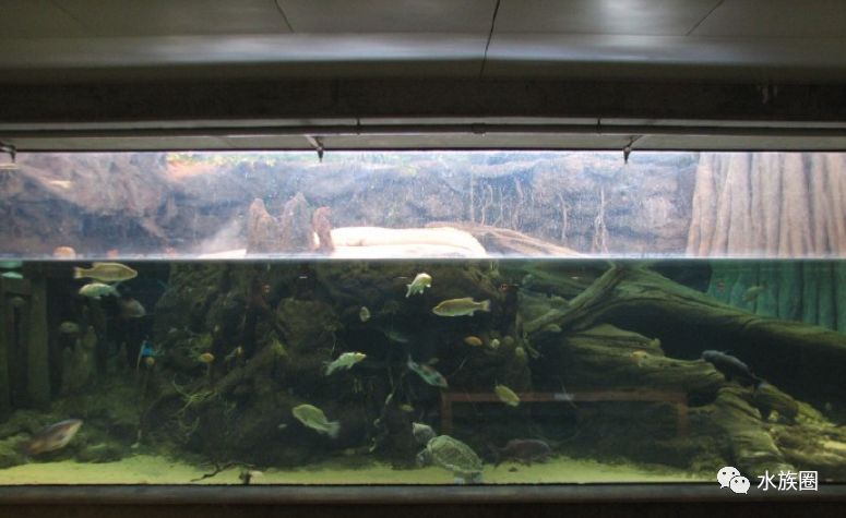 世界最完美的大鳄龟生态缸邻居白化鳄鱼来自加州科学研究所