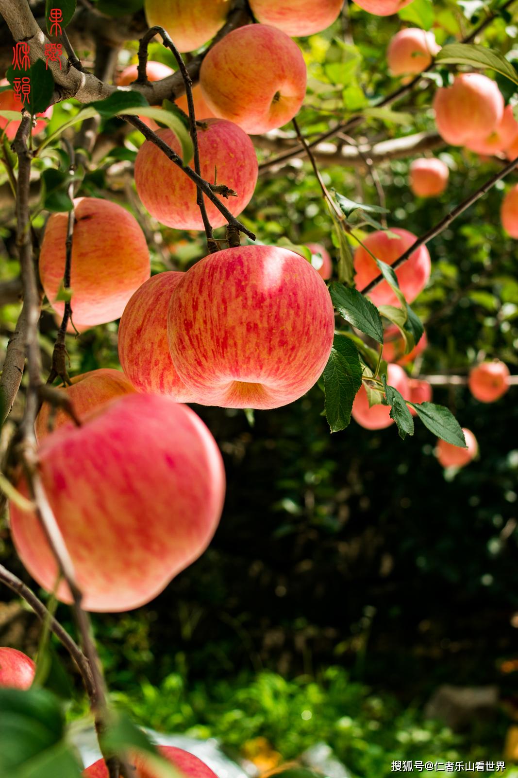 沂源苹果(沂源苹果优点缺点)