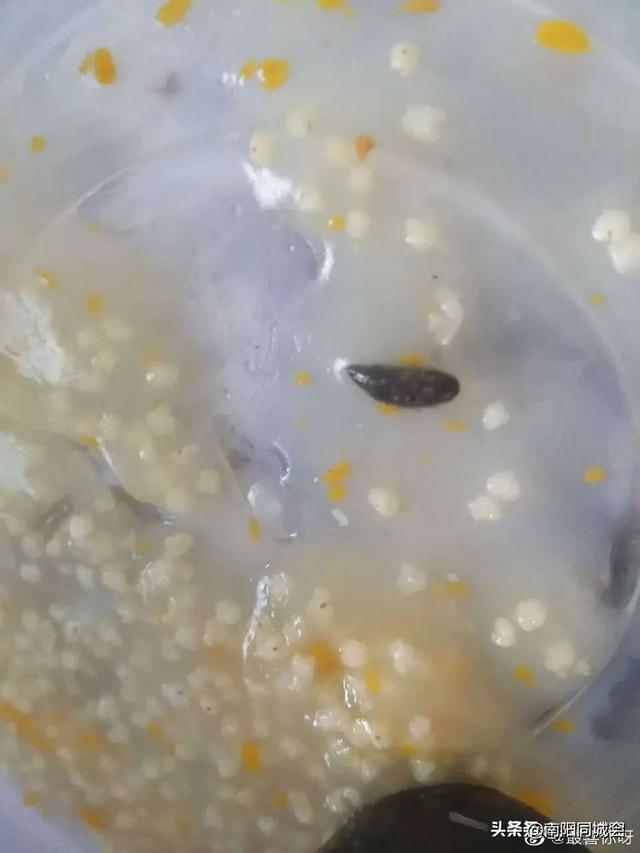 网爆南阳杨孝业胡辣汤店吃出老鼠屎