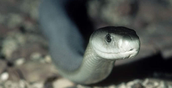 地球老毒物排行榜眼镜王蛇只排第五