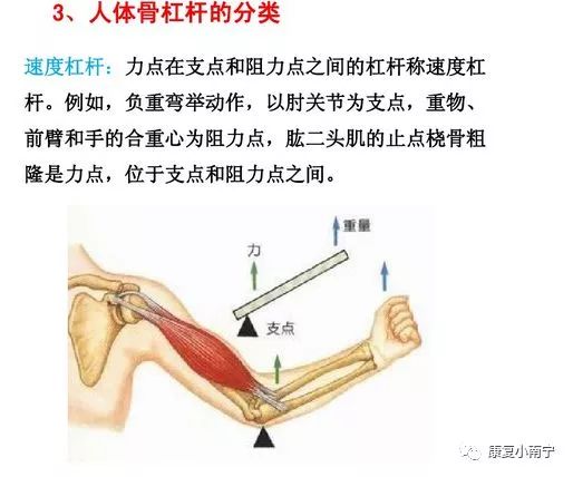 肌拉力线骨骼肌功能解剖学的分析法