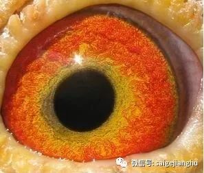 呈现为瞳孔周围有一绿色圈,绿色为暗绿色,不是翡翠绿色或草绿色.