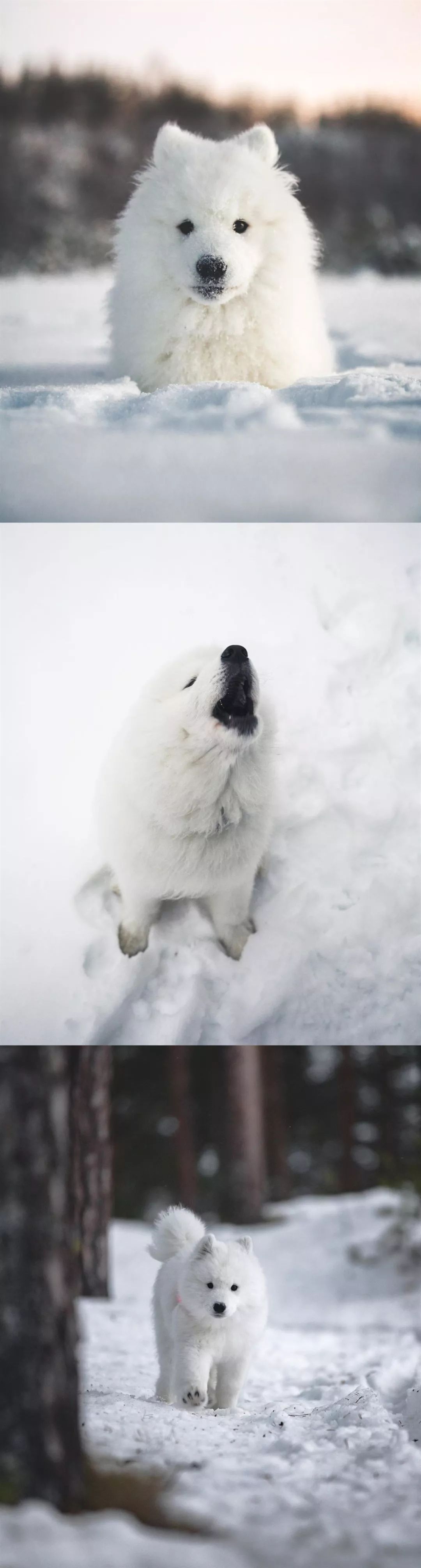 萨摩耶在雪地里玩耍画面超美的