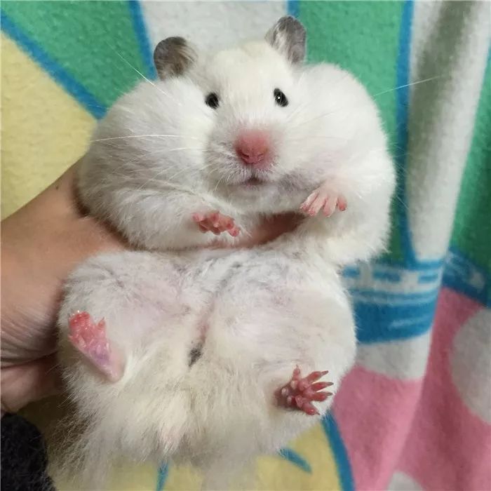 日推网友鼠年仓鼠腮帮子大赛满屏圆滚滚毛茸茸敲可爱