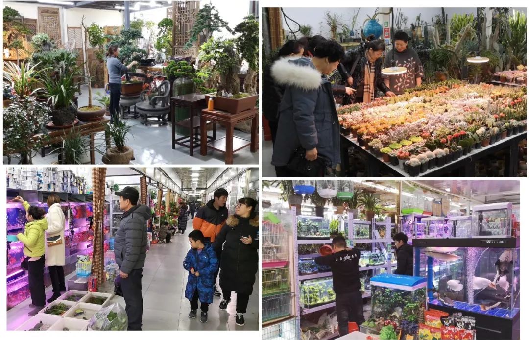 "花"点心思,打造"鼠"与你的年味——盛华宏林百万盆年宵花闹新春