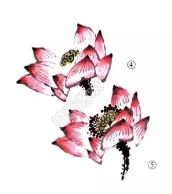 非常全面的荷花画法 步骤超详细 花冠