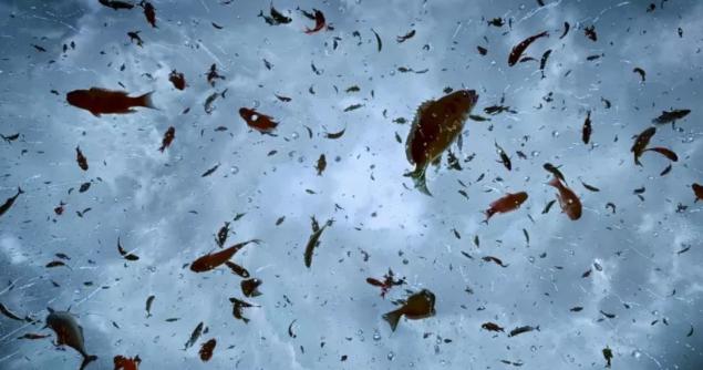 从天上掉下鱼的动物雨现象背后藏着大自然的奥秘