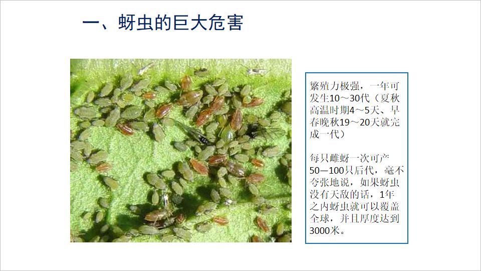 蚜虫传统防治药剂中农抗性蚜虫解决方案--力作力作的成功故事分享力作