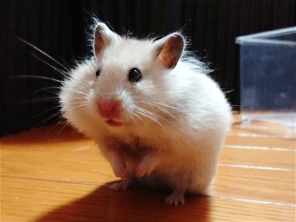 日推网友鼠年仓鼠腮帮子大赛满屏圆滚滚毛茸茸敲可爱