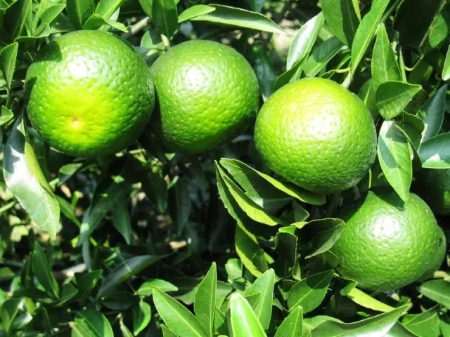 其果皮中富含挥发油(柠檬烯),果酸(柑橘酸),黄酮类等物质,这些物质