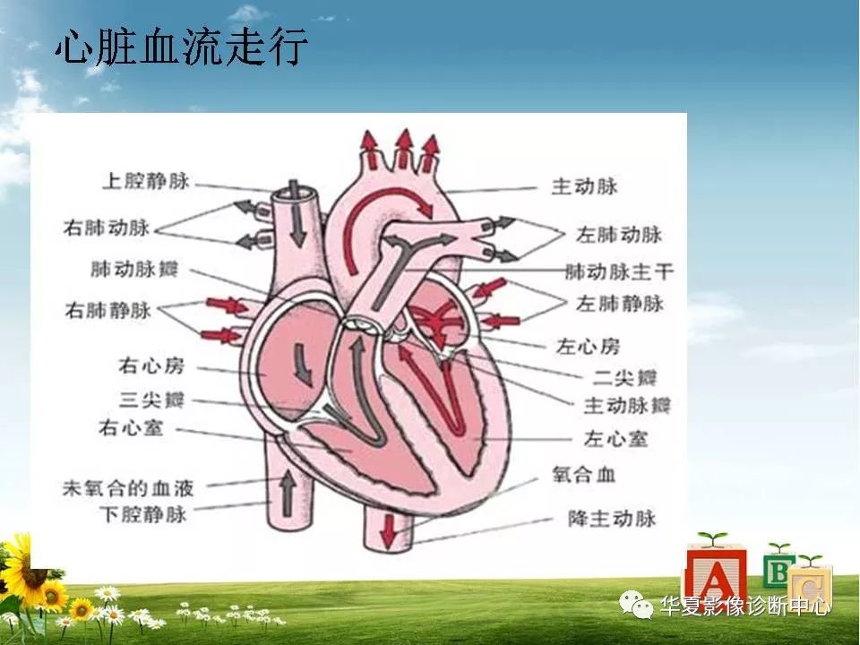 心脏大血管的影像解剖对照