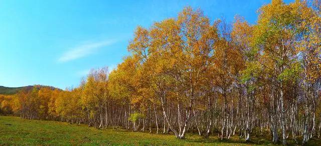 乌兰坝林场科尔沁沙地的天然屏障