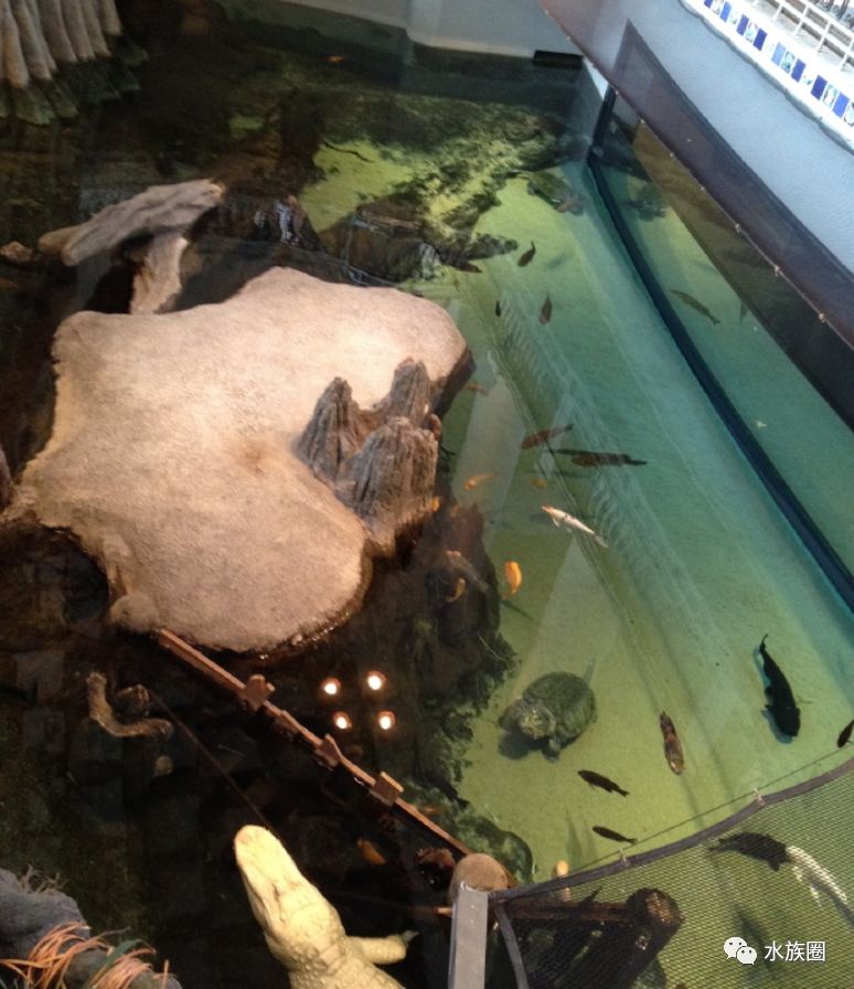 世界最完美的大鳄龟生态缸邻居白化鳄鱼来自加州科学研究所