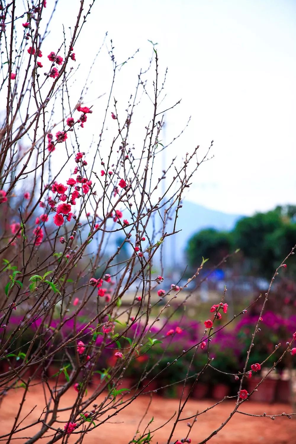 尋夢美桃源,非遺新體驗 ——打卡桃花小鎮—鄉村非遺迎春花會_從化