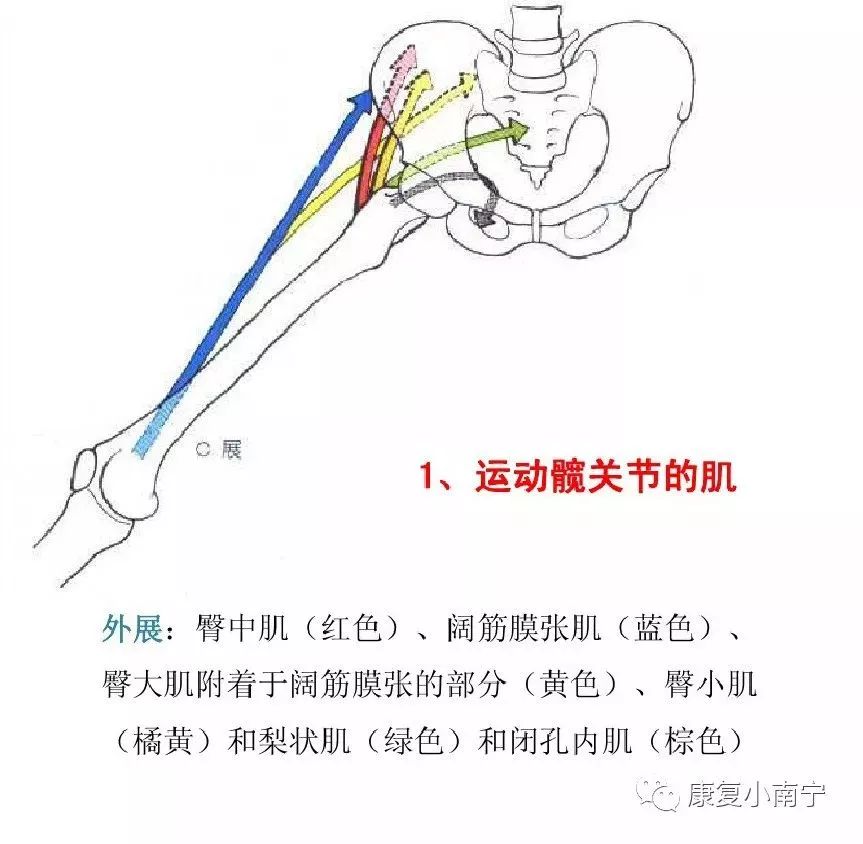 肌拉力线骨骼肌功能解剖学的分析法