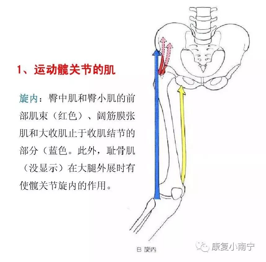 肌肉拉力线示意图图片