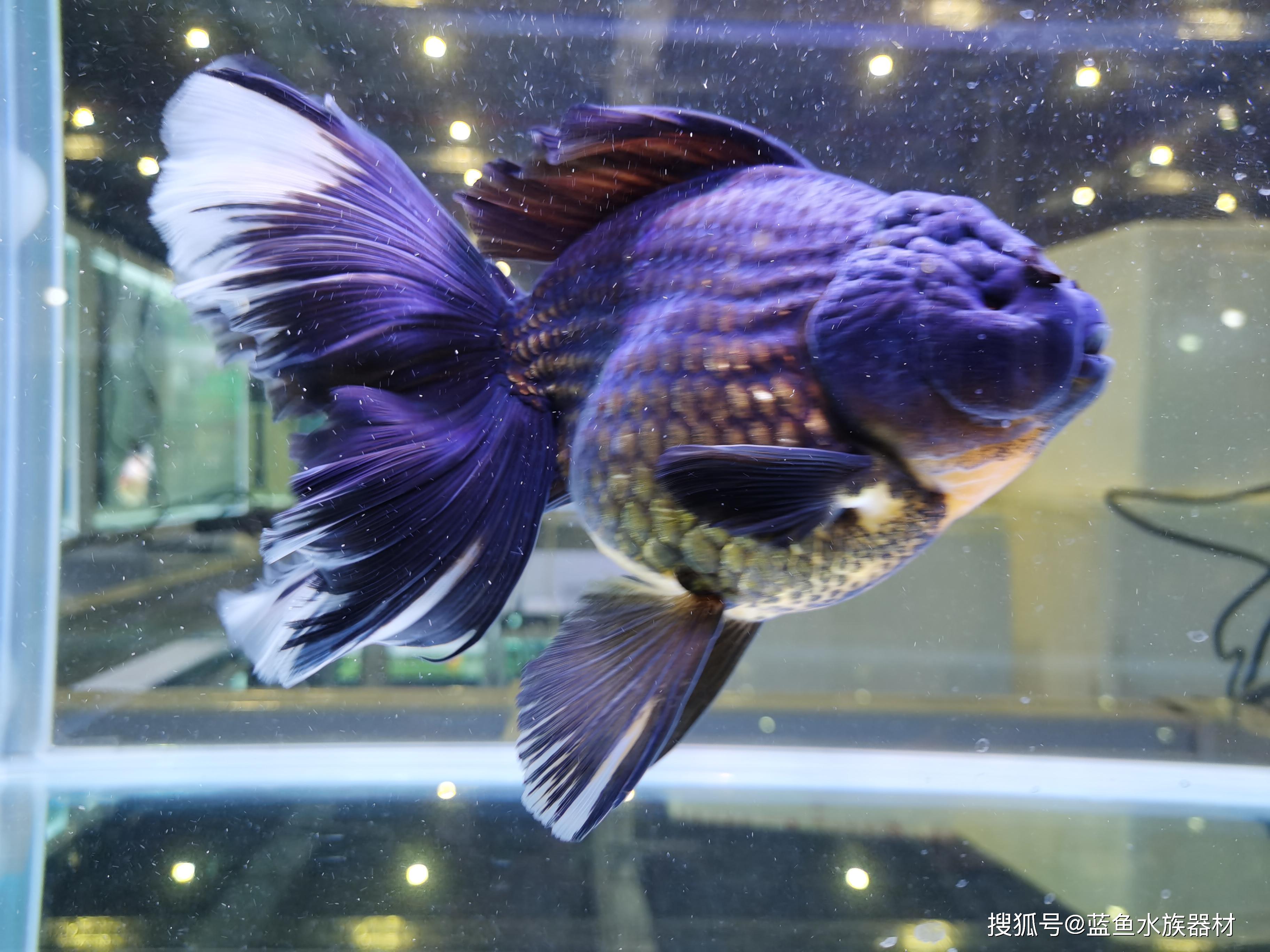 蓝鱼水族器材的个人展示页