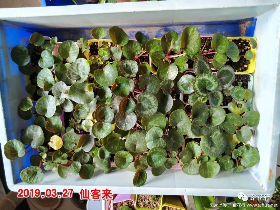 仙客来种子从播种到开花