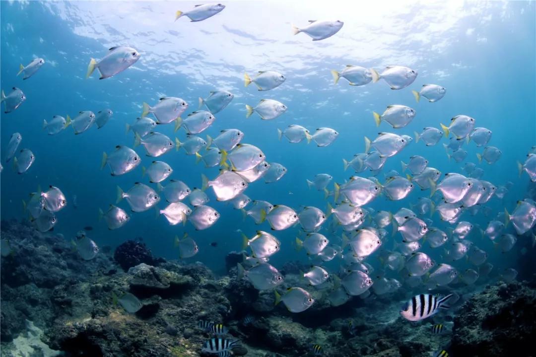 蜈支洲岛入围2019年海南人气最高的十大景区榜首 海岛游深受游客喜爱