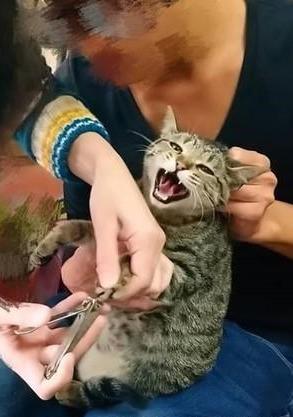 原创戏精猫咪讨厌剪指甲每次想用自己的表情希望能让主人放过它