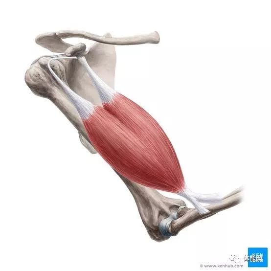 上肢肌肉等长收缩图片