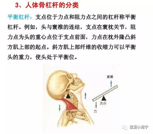 肌拉力線骨骼肌功能解剖學的分析法