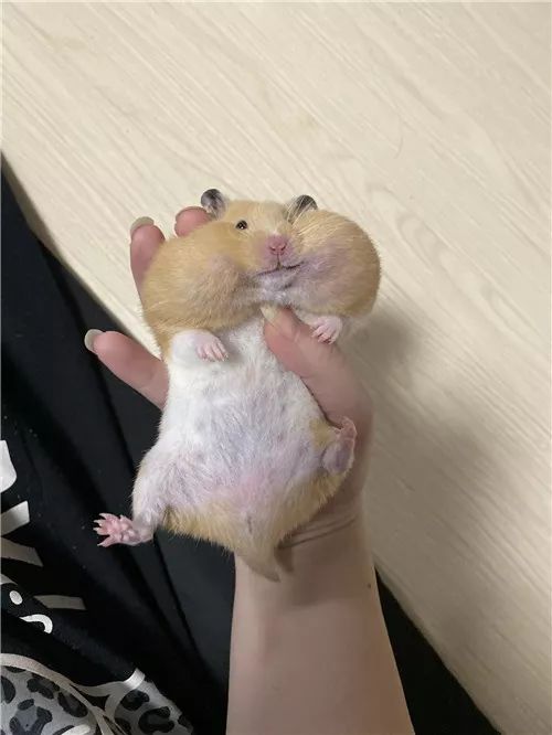 日推网友鼠年仓鼠腮帮子大赛满屏圆滚滚毛茸茸敲可爱