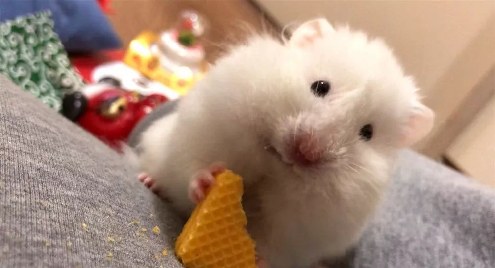 日推网友鼠年仓鼠腮帮子大赛满屏圆滚滚毛茸茸敲可爱