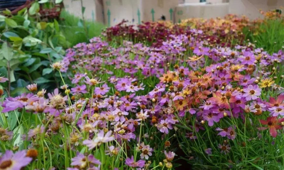 藏在宅梧的香草小镇!色香味俱全,能打卡网红点,还能diy!