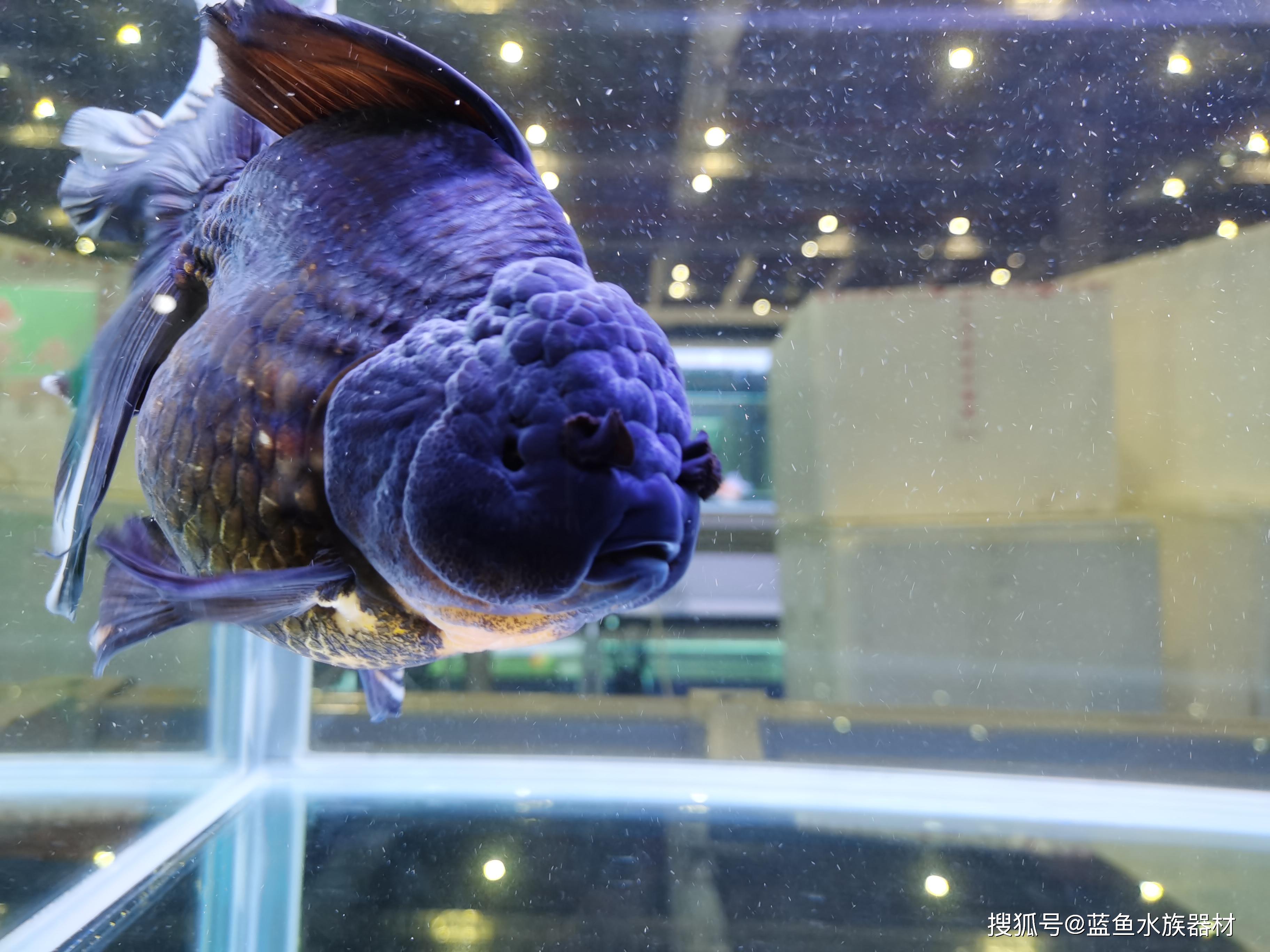 蓝鱼水族器材的个人展示页