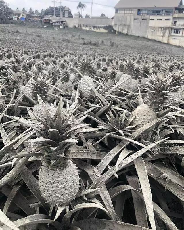 2020年1月12日,位於呂宋島上的塔爾火山(taal volcano)突然爆發.