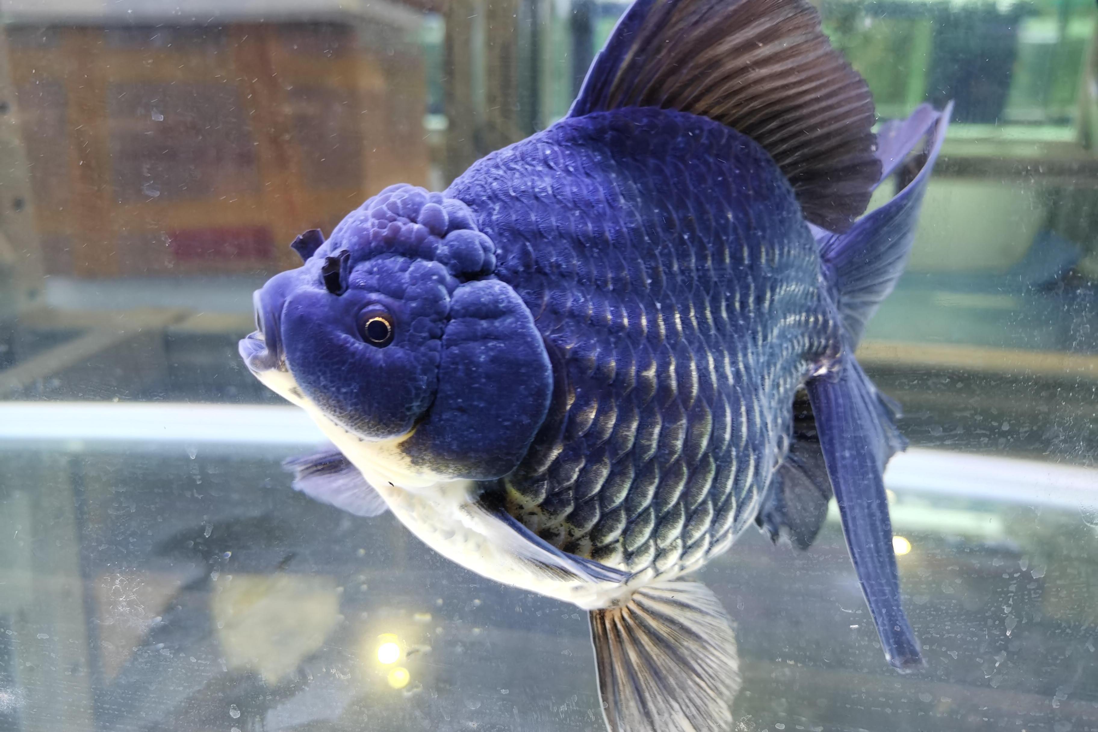 黑兰寿  "black ranchu"(蓝鱼水族)                  是从中国的