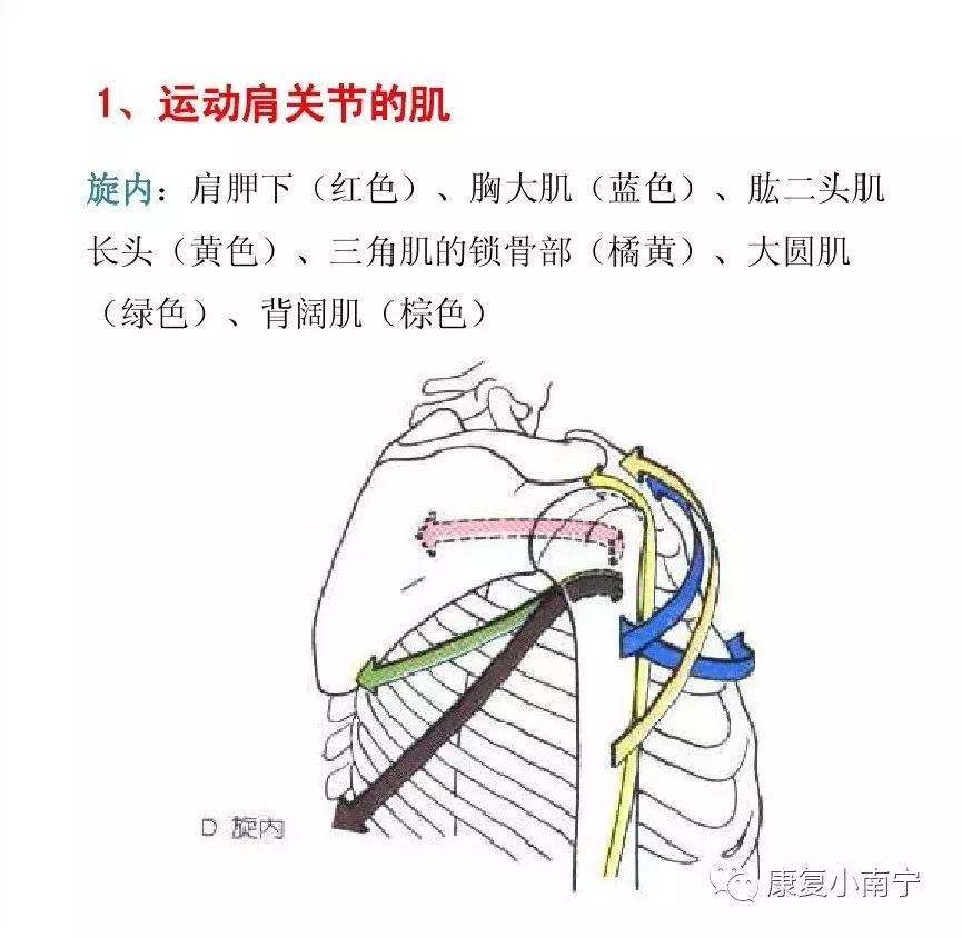 肌肉连线法图片