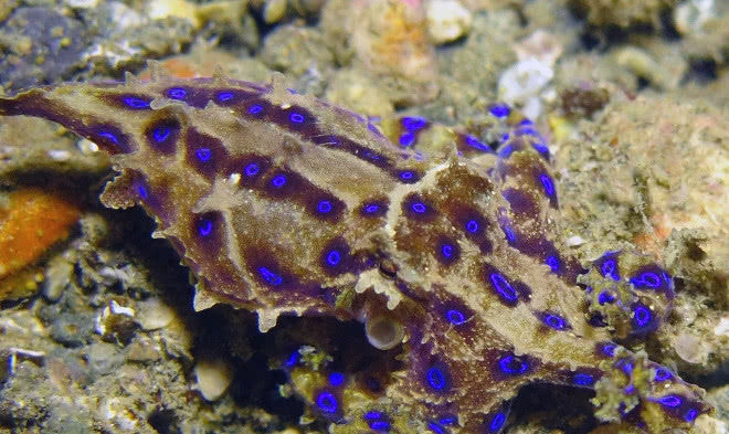 地球老毒物排行榜眼镜王蛇只排第五