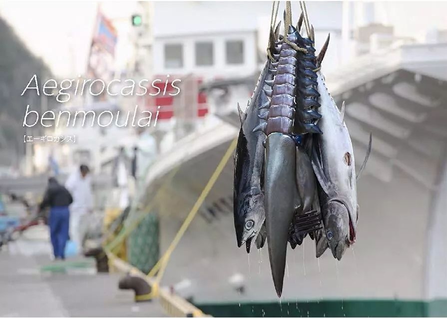 远古生物吓死现代人图鉴