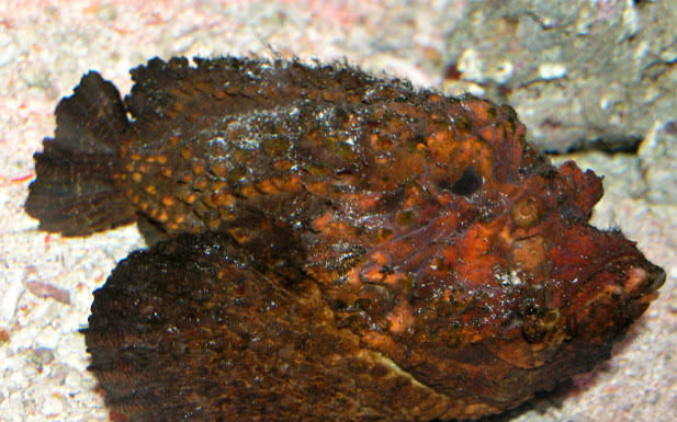 地球老毒物排行榜眼镜王蛇只排第五