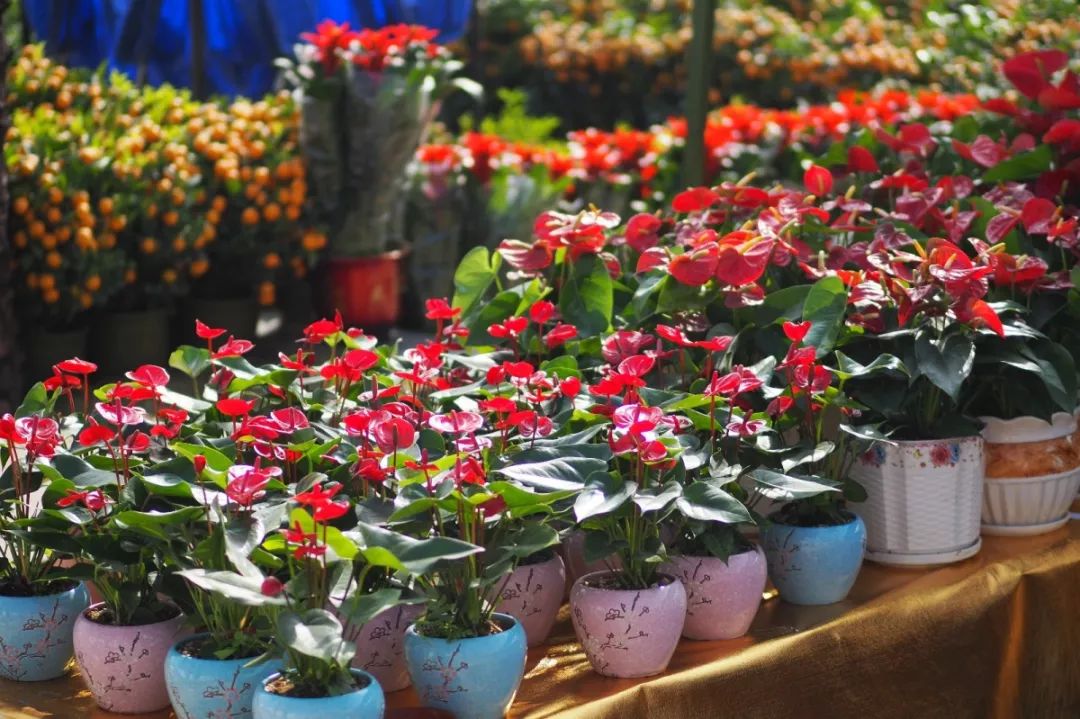 杜鹃多达百余种,本届花市的花卉品种十分丰富,据了解,将年花摆放整齐