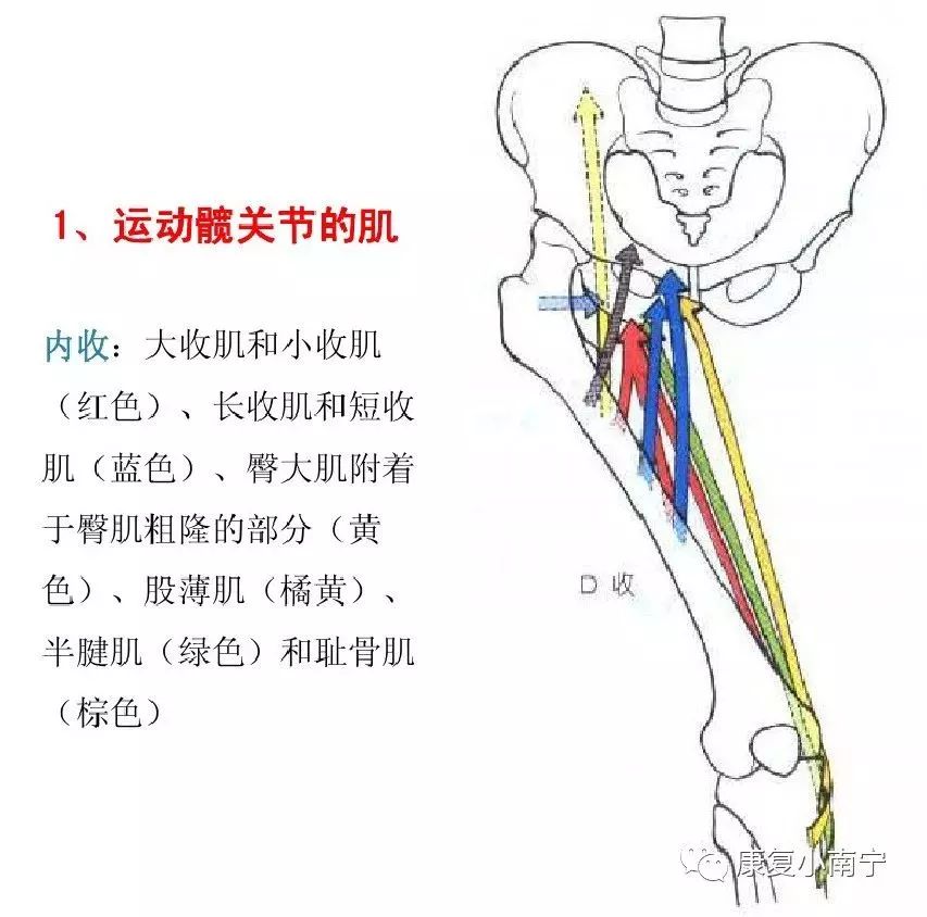 肌拉力线图片