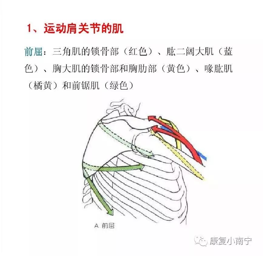 肌拉力线骨骼肌功能解剖学的分析法