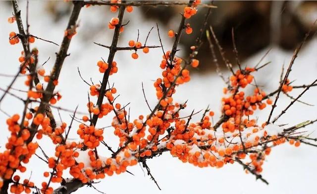 沙漠之花盛开在赤峰大地上的生态之花