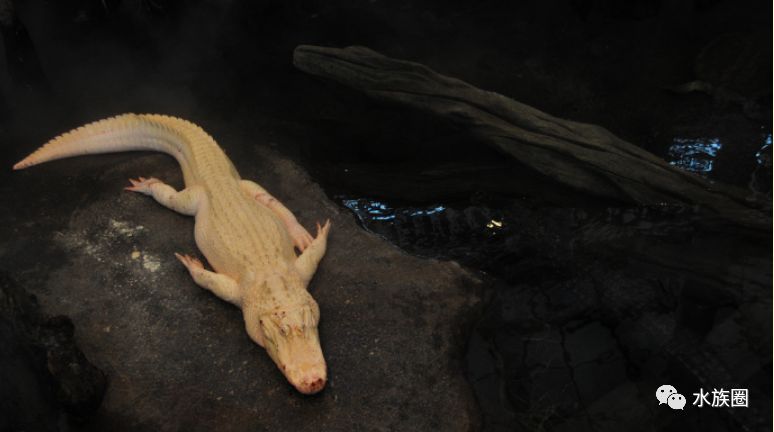 世界最完美的大鳄龟生态缸邻居白化鳄鱼来自加州科学研究所